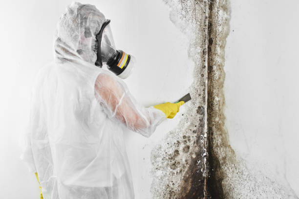 Mold Documentation for Insurance Claims in Beacon, NY